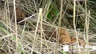 Big dump in roadside woodland