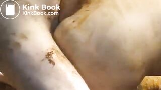 Bisex scat orgy Teil 2