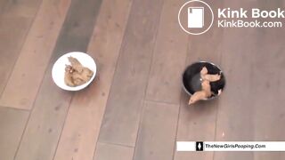 Athena and Denver Pooping