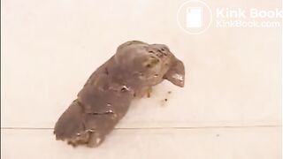 Cody is proud of her big poop