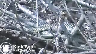 Beautiful blonde poops on a tree stump