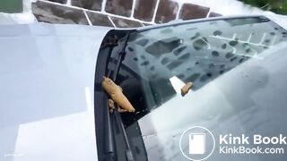 On Car poop