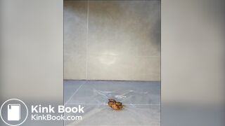 Four nice poops