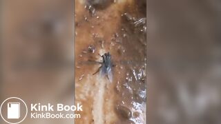 Behind the scenes with maggots