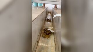 chinese ditch toilet diarrhea