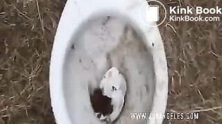 Hot girl shits in toilet out in public