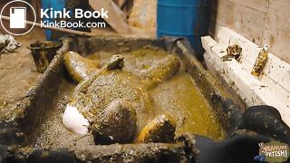 Frankys Time in the manure basin