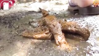 The brown side of life 1187