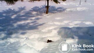 poop in the winter forest