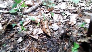 poop in the forest next to the road