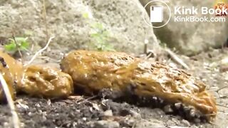 The brown side of life 1183