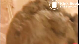 The brown side of life 1235