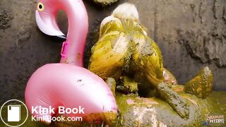 Lyndra Lynns Manure Pool swimming in cowshit