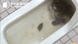 Broken toilet and pile of shit