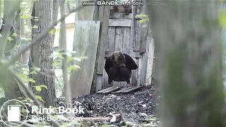 pas prévu