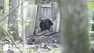 pas prévu
