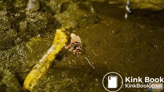 Gossip Girl Lyndra Lynn - Fucked in cowshit