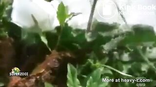 Public poop spy 4