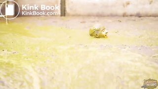 Diving in the Manure Pit