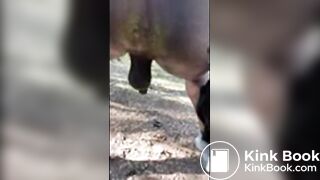 Local poop - Dirty Scat Friends