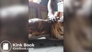 WE LOVE SHIT!!! Compilation