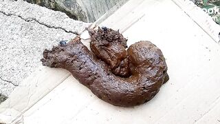 The flies enjoying my shit outdoors