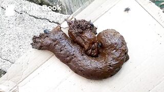 The flies enjoying my shit outdoors