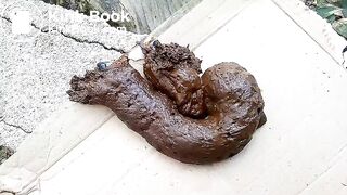 The flies enjoying my shit outdoors