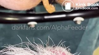 Alpha Feeding an  Old Pig