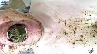 Pig Chewing Shit