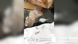 Nasty portapotty floor for worthless human toilet