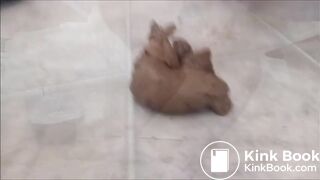 HD amateur huge shit on floor 21923