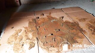 Grey Nylons Socks Vs Brown Dog