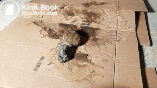 Pantyhose Asian And Big Black Dog