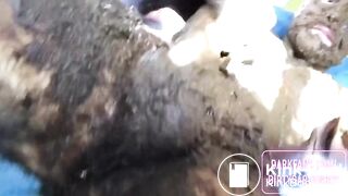 Do you like stinky scat pigs?