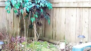 Back Garden Shit 1