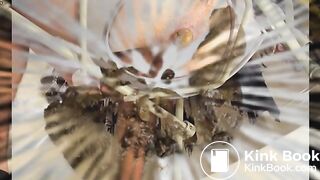 Preview Boi Kaviar 12