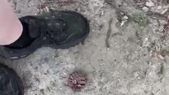 Dirty sneakers stepping on pine cones in the park