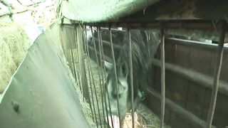Ugly old grannies have lesbian sex on the farm