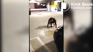 FREEKS - CARNIVAL of SEX!