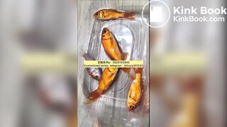 Girl poops on goldfish