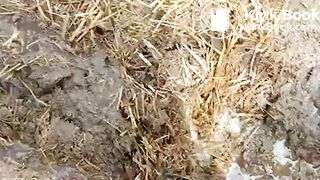Girl Feet Sinks in Manure Sludge