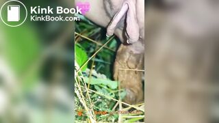 Public outdoor festival shit