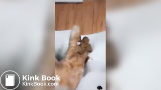 Lightskin black girl Ebony fat pussy Scat compilat