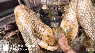 Romance in calf box PoV sex in cowshit