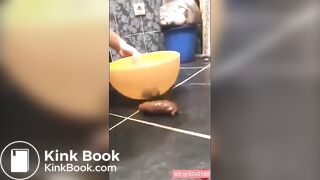 SCAT - Hot girls Pooping