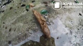 SCAT - Readheads Pooping