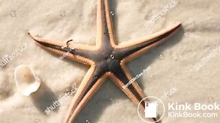 Chocolate starfish 2
