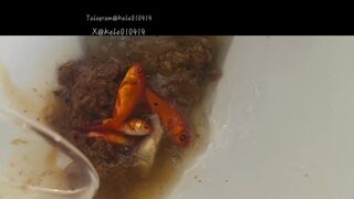 Pooping in front of a goldfish in a cup