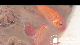 Pooping in front of a goldfish in a cup